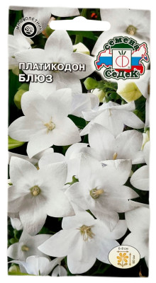 ПЛАТИКОДОН ширококолокольчик БЛЮЗ СеДеК