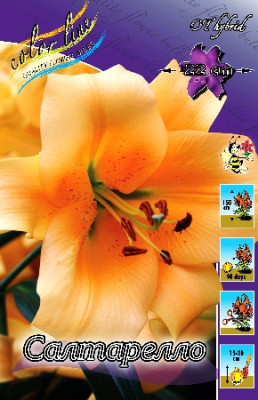 Лилия Салтарелло (1шт) 3050