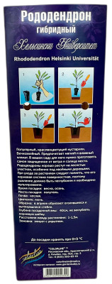 Рододендрон гибридный Хельсински Университет