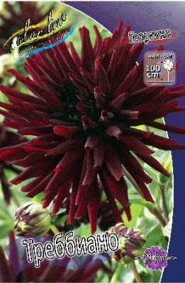 Георгин Треббиано 1шт
