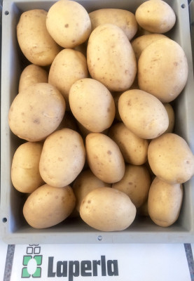 картофель семенной Лаперла