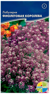 Лобулярия ФИОЛЕТОВАЯ КОРОЛЕВА АКВАРЕЛЬ