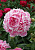 Пион Пинк Парфейт (1шт)