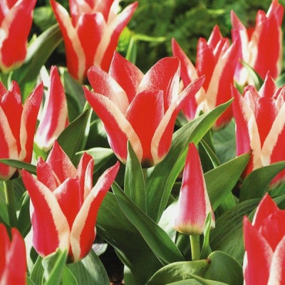 Тюльпан Пиноккио (1шт) 1125