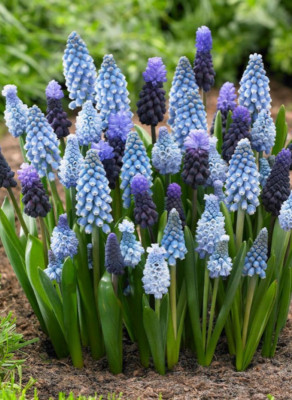 Мускари Спринг микс (8шт)