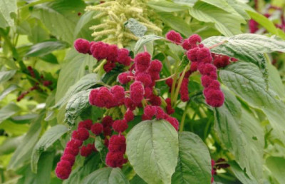 Амарант Булава