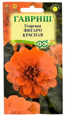 Георгина Фигаро красная ГАВРИШ Георгина Фигаро красная ГАВРИШ