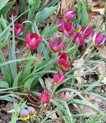 Тюльпан Витрина Ботанический 7160 Пульчелла Виолацци пурпурный 6/7 1шт