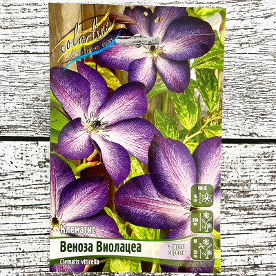 Клематис ВЕНОЗА ВИОЛАЦЕА
