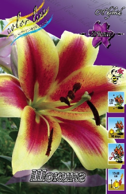 Лилия Шокинг (1шт) 287