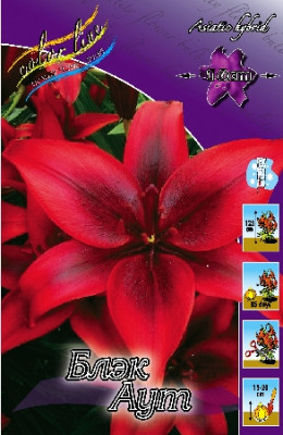 Лилия Блек Аут (1шт) 172