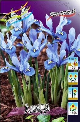 Ирис Алида (1шт) 902