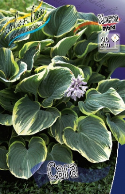 Хоста Сага (1шт) 1697