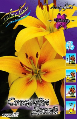 Лилия Соверейн Джой (5шт) 7196