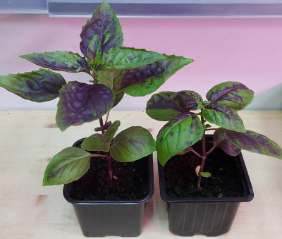 Рассада Базилик Ереванский рубин