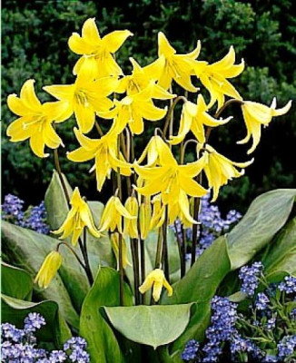 Эритрониум Пагода (5шт) 47