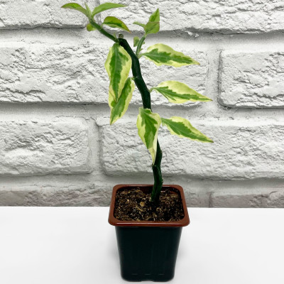 Педилантус саженцы