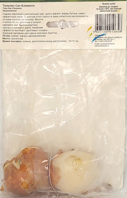 Тюльпан Сан Клементе (1шт)