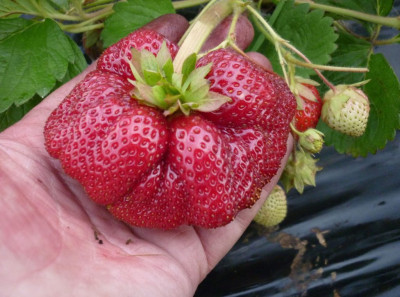 Земляника (Клубника) Камрад Победитель