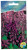 Сальвия сверкающая ВИСТА пурпурная АКВАРЕЛЬ Сальвия сверкающая ВИСТА пурпурная АКВАРЕЛЬ