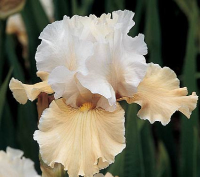 Ирис Шампань Элеганс (1шт) Р-050