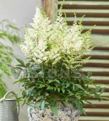 Астильба Хэппи Дэй (в упаковке 2шт) цена за 2шт