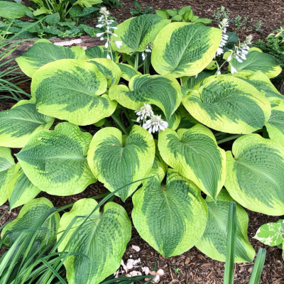 Хоста Клаймакс 1шт