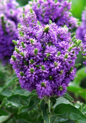 Вероника Блю Бомб (1шт) 1880