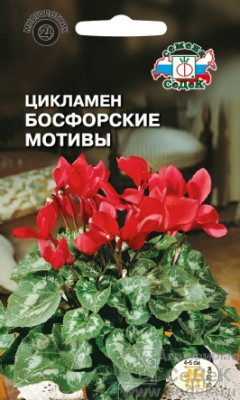 Цикламен Босфорские мотивы (персидский, ярко-красный)
