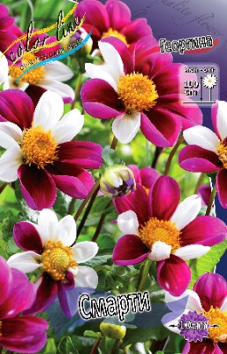 Георгина Смарти (1шт) 4012