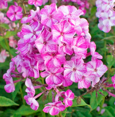 Флокс Пурпл Шейдс (2шт)