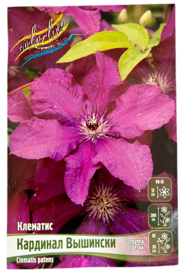 Клематис КАРДИНАЛ ВЫШИНСКИ (3 группа обрезки)