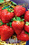 Земляника (Клубника) Ева 2 (5шт) 4562