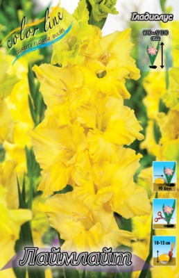 Гладиолус Лаймлайт 4341