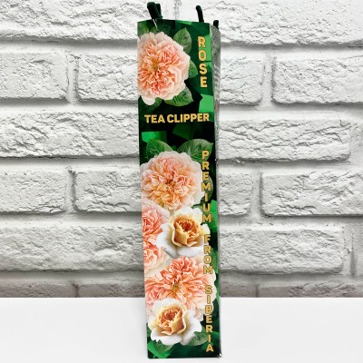 Роза английская ТИ КЛИППЕР