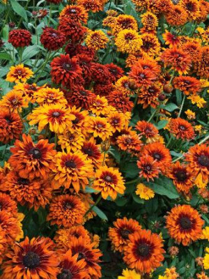 Рудбекия Мароккан Сан (1шт)