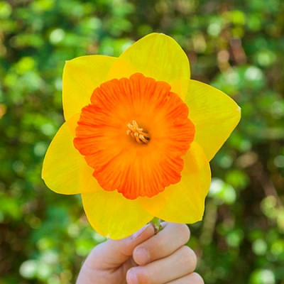 Нарцисс Прайд Оф Лайонс (1шт)