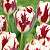 Тюльпан Гранд Перфекшн (1шт)