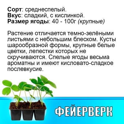 Земляника (Клубника) Фейерверк в кассете