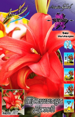 Лилия Прешиоус Джой (1шт) 7194