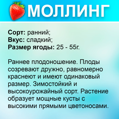 Земляника (Клубника) Моллинг Сентчери (Столетие) в кассете