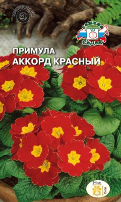 Примула Аккорд Красный бесстебельная