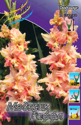Гладиолус Мэджик Фриззлс (1шт) 3020