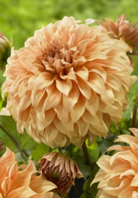 Георгин Стив Меггос 1шт 10732