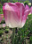 Тюльпан Шиун (10 шт.) 920