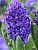 Гиацинт Блю Трофи (1шт) 7596