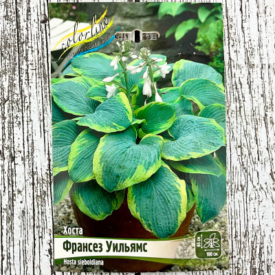 Хоста ФРАНСЕЗ УИЛЬЯМС