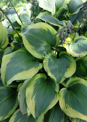 Хоста Атлантис (2шт)