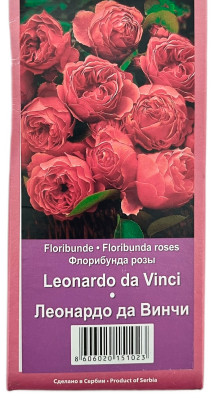 Роза флорибунда ЛЕОНАРДО ДА ВИНЧИ LEONARDO DA VINCI
