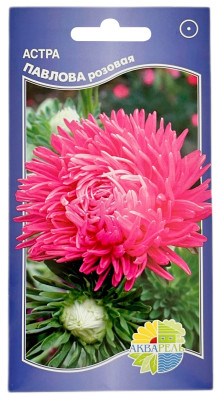 Астра ПАВЛОВА розовая АКВАРЕЛЬ